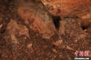 五行自测江西发现蜘蛛新物种 为研究呵叻蛛属适应区域提供依据