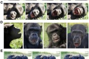 五行自测国际最新研究：机器人“打哈欠” 黑猩猩被传染